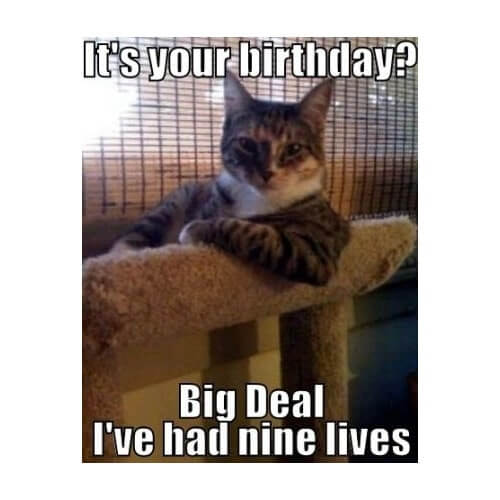 cat happy birthday meme