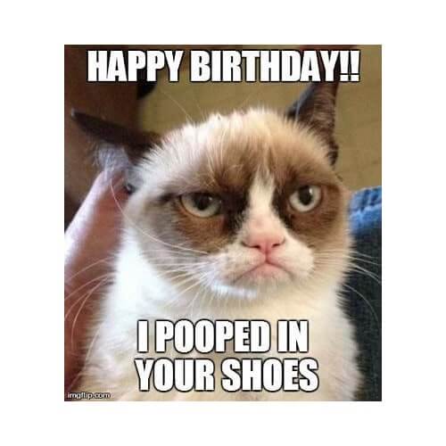 cat happy birthday meme