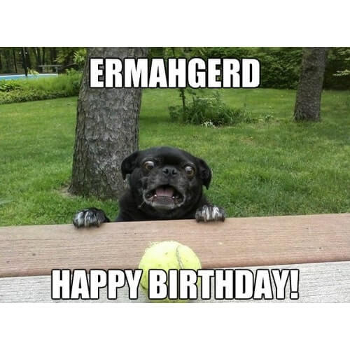 Happy birthday meme dog