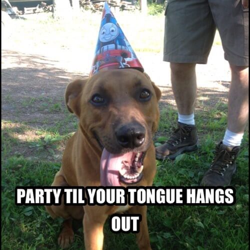 happy birthday meme dog