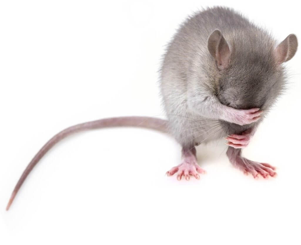 rate mice that cause damage to homes