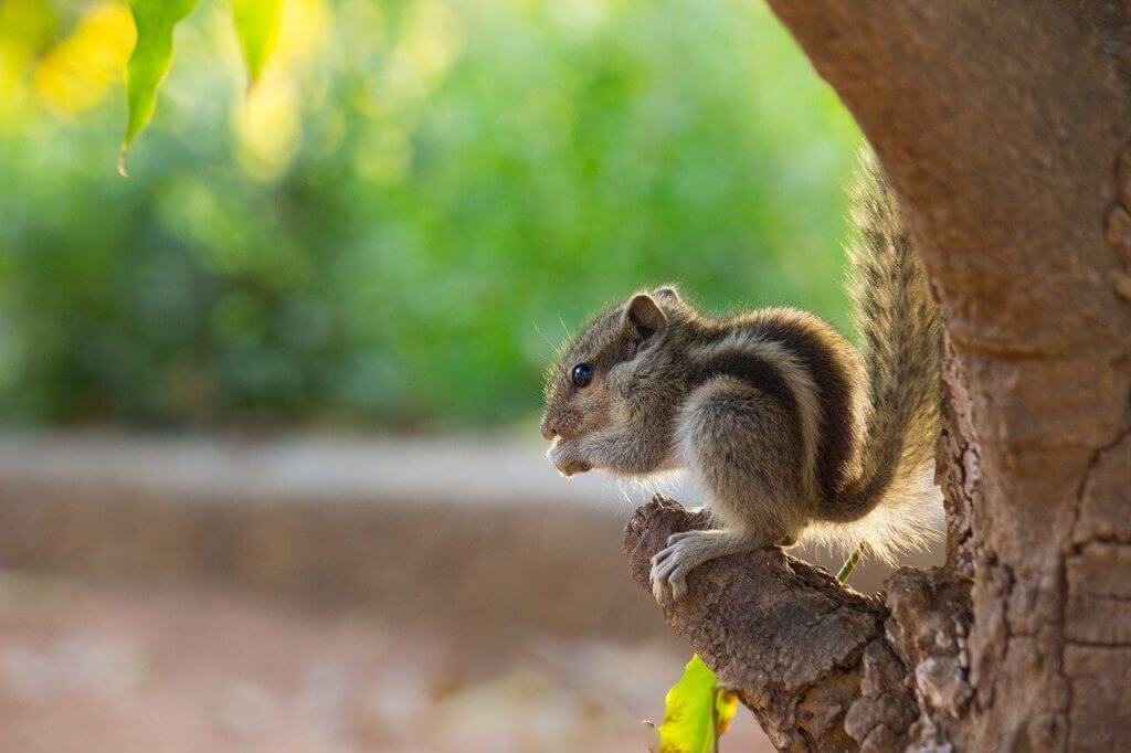 squirrel chipmunk that cause damage to homes.jpg